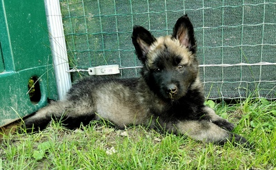 Blade, Belgischer Schäferhund Welpen - Rüde