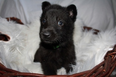 Blake - Kleiner Frechdachs, ca. 7 Wochen, Mischling Welpen - Rüde