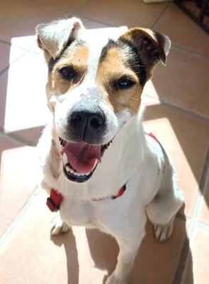 Blanca, Bodeguero Andaluz - Mix - Hündin