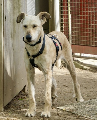 Blanca, Gos dAtura Catalan Mix - Hündin