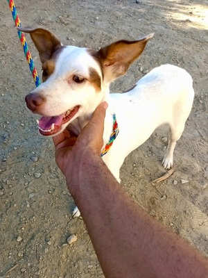 Blanca