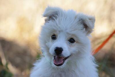 Blanco sucht seine eigene Familie, Spitz-Mischling Welpen - Rüde