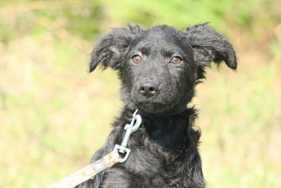 Blanka, Mischling Welpen - Hündin