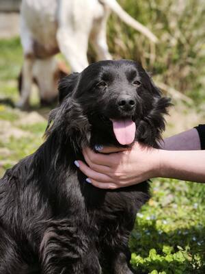 Blecky, Mischling - Rüde