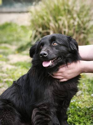 Blecky, Mischling - Rüde