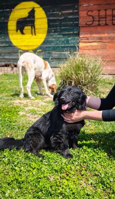 Blecky, Mischling - Rüde