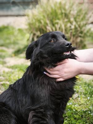 Blecky, Mischling - Rüde