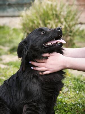 Blecky, Mischling - Rüde