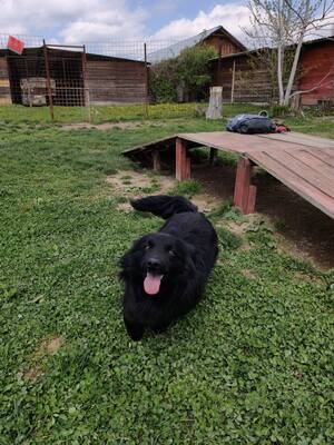 Blecky, Mischling - Rüde