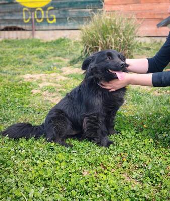 Blecky, Mischling - Rüde