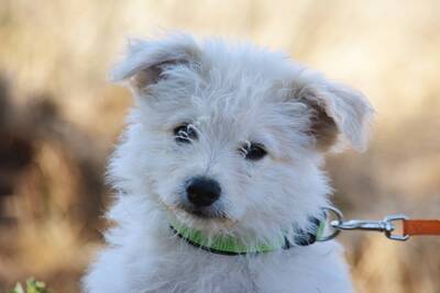 Bliss sucht ihre Familie, Spitz-Mischling Welpen - Hündin