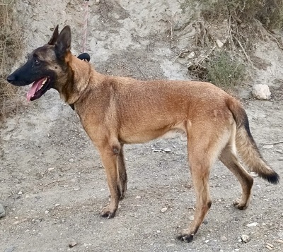 Blitz, Malinois - Mix - Rüde