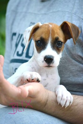 Blix auf einem Ohr taub sucht Lebensplatz, Boxer Mix Welpen - Hündin