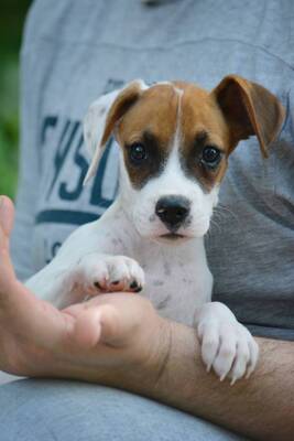 Blix sucht Boxer-Fan-Familie, Boxer-Mischling Welpen - Hündin