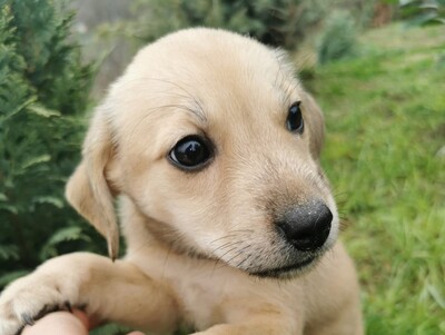 Blondy, Welpen - Hündin