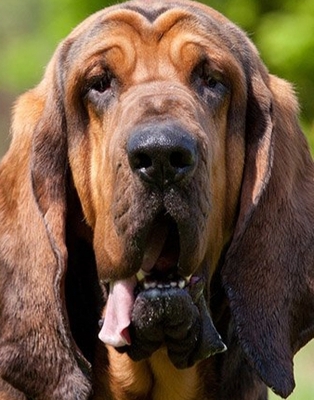 Bloodhound, Bloodhound Welpen - Rüde