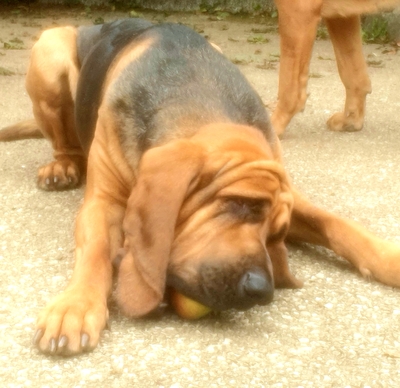 Bloodhound Welpen, Bloodhound Welpen - Hündin