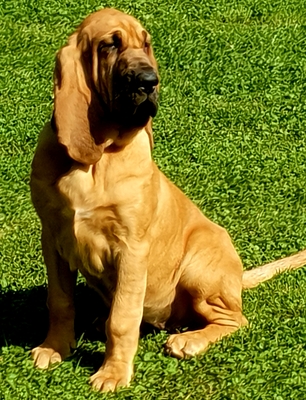 Bloodhound Welpen, Bloodhound Welpen - Hündin