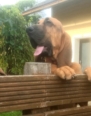 Bloodhound Welpen, Bloodhound Welpen - Hündin