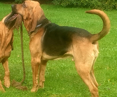 Bloodhound Welpen, Bloodhound Welpen - Hündin