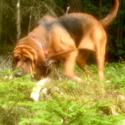 Bloodhound Welpen, Bloodhound Welpen - Hündin