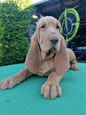 Bloodhound Welpen - Hündin