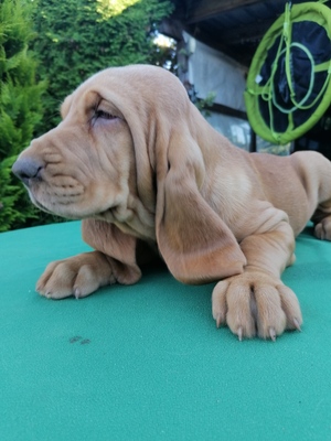 Bloodhound Welpen - Hündin