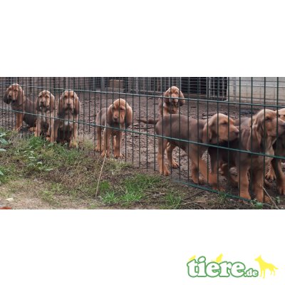 Bloodhound Welpen - Rüde