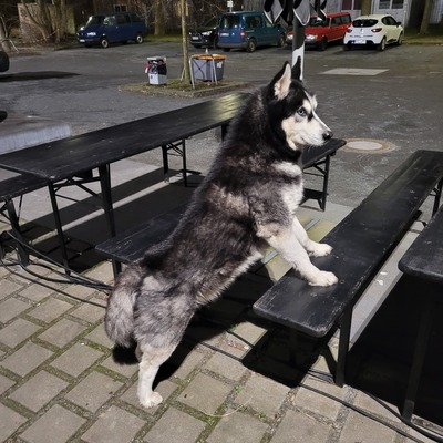 Blu, Siberian Husky - Rüde