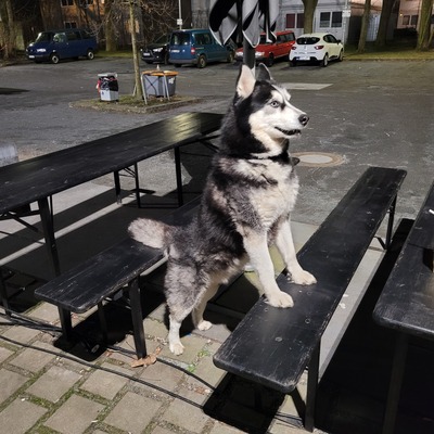 Blu, Siberian Husky - Rüde