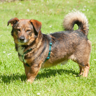 Blue Boy, Mischling - Rüde