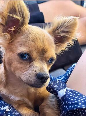 Blue, Chihuahua Mischling - Rüde