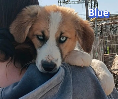 Blue, Mischling Welpen - Rüde