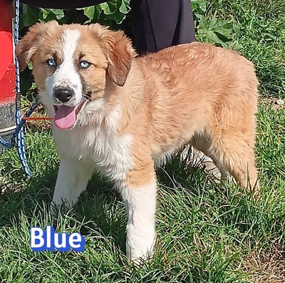Blue, Mischling Welpen - Rüde