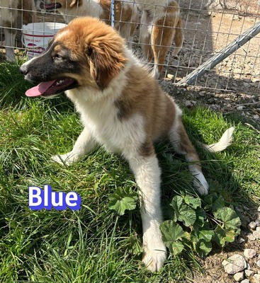 Blue, Mischling Welpen - Rüde