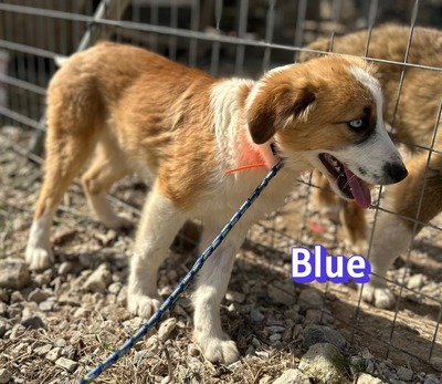 Blue, Mischling Welpen - Rüde
