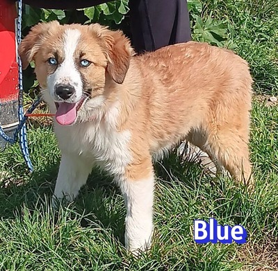 Blue, Mischling Welpen - Rüde