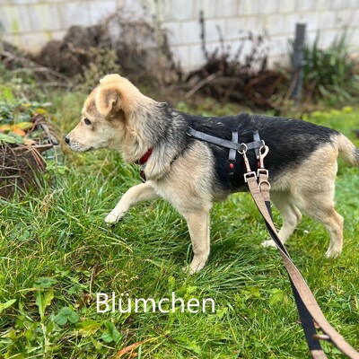 Blümchen, geb. 8/24, sucht liebevolles Zuhause, Schäferhund-Mischling Welpen - Hündin