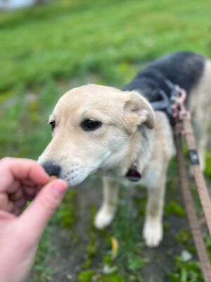 Blümchen, geb. 8/24, sucht liebevolles Zuhause, Schäferhund-Mischling Welpen - Hündin