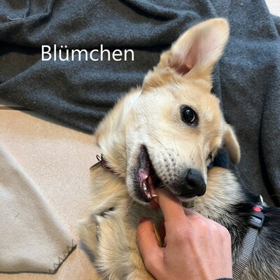 Blümchen, geb. 8/24, sucht liebevolles Zuhause, Schäferhund-Mischling Welpen - Hündin