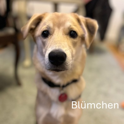 Blümchen, geb. 8/24, sucht liebevolles und erfahrenes Zuhause, Schäferhund-Mischling - Hündin