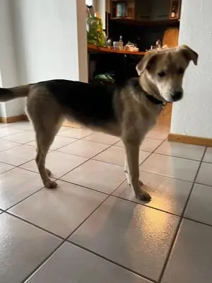 Blümchen, geb. 8/24, sucht liebevolles und erfahrenes Zuhause, Schäferhund-Mischling - Hündin