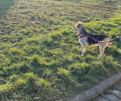 Blümchen, geb. 8/24, sucht liebevolles und erfahrenes Zuhause, Schäferhund-Mischling - Hündin