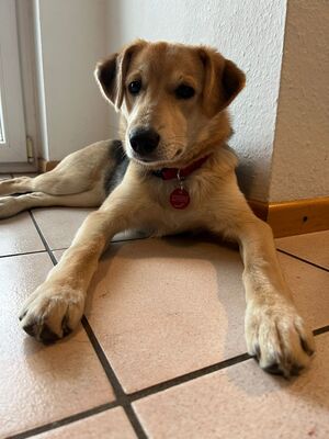 Blümchen, geb. 8/24, sucht liebevolles und erfahrenes Zuhause, Schäferhund-Mischling - Hündin