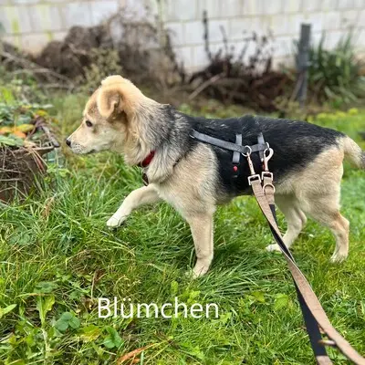 Blümchen, geb. 8/24, sucht liebevolles und erfahrenes Zuhause, Schäferhund-Mischling - Hündin