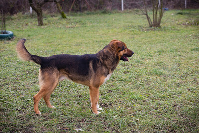 Bo, Mischling - Rüde
