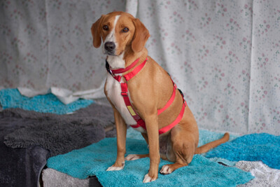 Bo, Mischling - Rüde