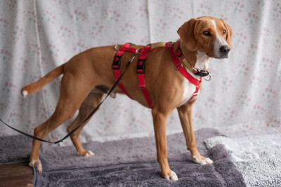 Bo, Mischling - Rüde