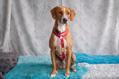 Bo, Mischling - Rüde