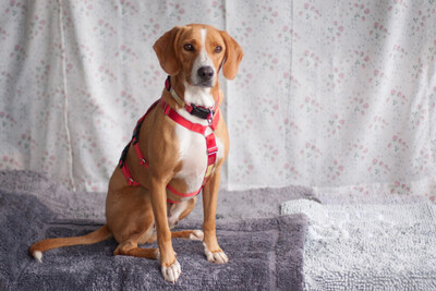 Bo, Mischling - Rüde